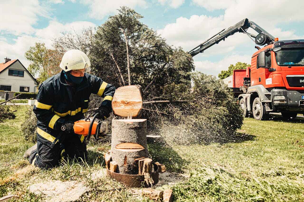 Best Tree Trimming and Pruning  in Winter Springs, FL